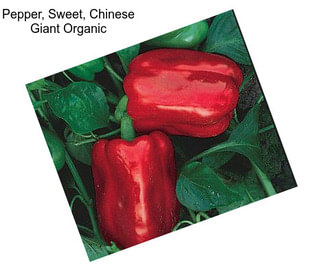 Pepper, Sweet, Chinese Giant Organic