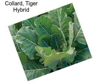 Collard, Tiger Hybrid