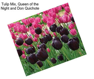 Tulip Mix, Queen of the Night and Don Quichote