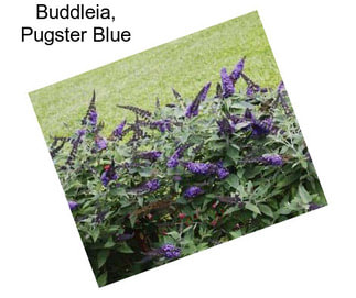 Buddleia, Pugster Blue