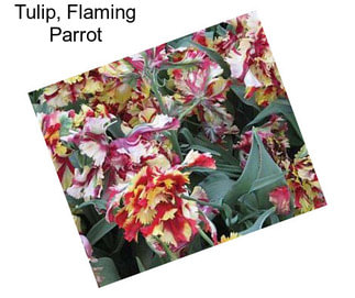 Tulip, Flaming Parrot