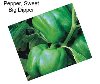 Pepper, Sweet Big Dipper