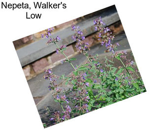 Nepeta, Walker\'s Low