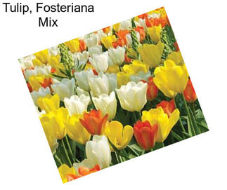 Tulip, Fosteriana Mix