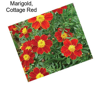 Marigold, Cottage Red