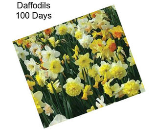 Daffodils 100 Days