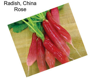 Radish, China Rose