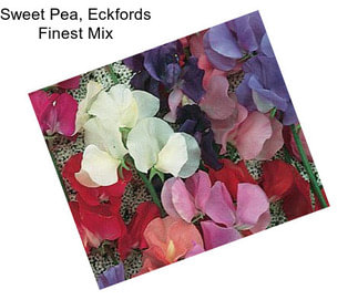 Sweet Pea, Eckfords Finest Mix
