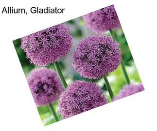 Allium, Gladiator