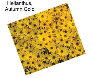 Helianthus, Autumn Gold