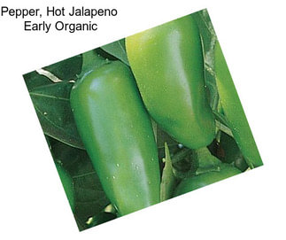 Pepper, Hot Jalapeno  Early Organic