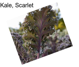 Kale, Scarlet
