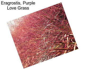 Eragrostis, Purple Love Grass