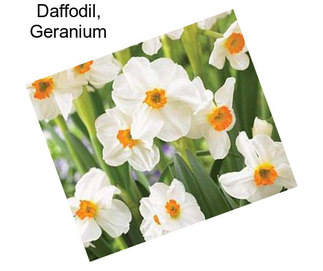 Daffodil, Geranium