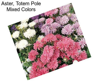 Aster, Totem Pole Mixed Colors