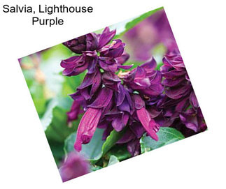 Salvia, Lighthouse Purple