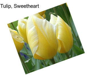 Tulip, Sweetheart