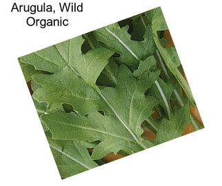 Arugula, Wild Organic