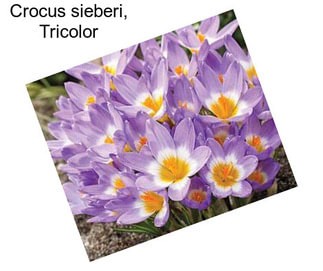 Crocus sieberi, Tricolor