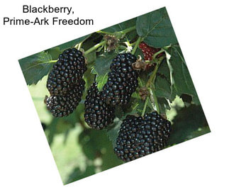 Blackberry, Prime-Ark Freedom