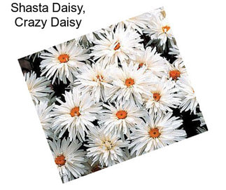 Shasta Daisy, Crazy Daisy