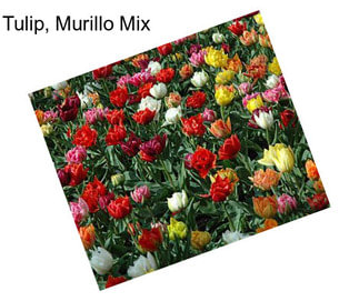 Tulip, Murillo Mix