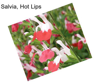 Salvia, Hot Lips