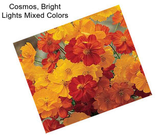 Cosmos, Bright Lights Mixed Colors