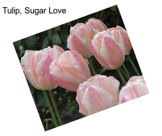 Tulip, Sugar Love