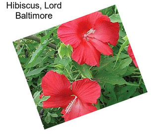 Hibiscus, Lord Baltimore