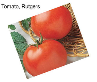 Tomato, Rutgers