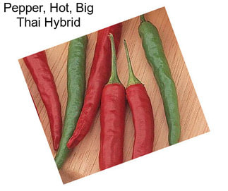 Pepper, Hot, Big Thai Hybrid
