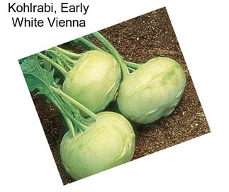 Kohlrabi, Early White Vienna