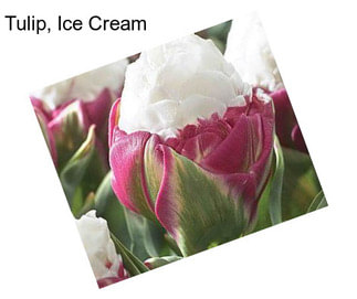 Tulip, Ice Cream