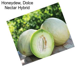 Honeydew, Dolce Nectar Hybrid