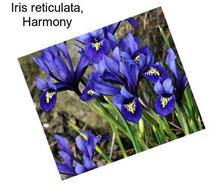 Iris reticulata, Harmony