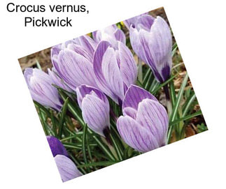 Crocus vernus, Pickwick