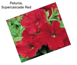 Petunia, Supercascade Red