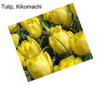 Tulip, Kikomachi
