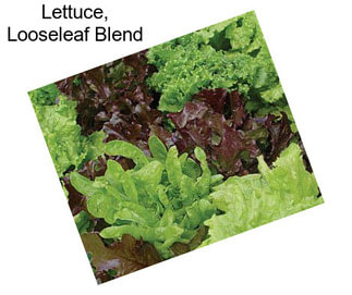 Lettuce, Looseleaf Blend