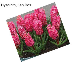 Hyacinth, Jan Bos
