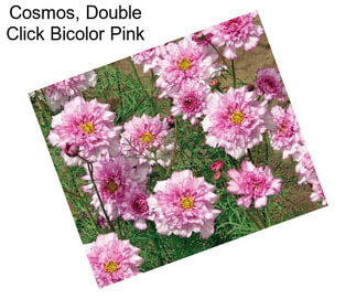 Cosmos, Double Click Bicolor Pink