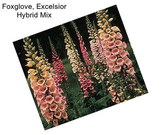 Foxglove, Excelsior Hybrid Mix