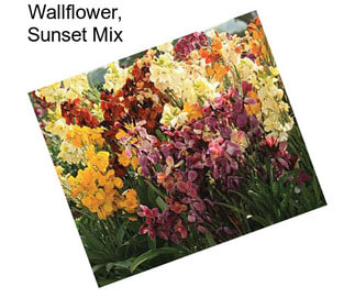 Wallflower, Sunset Mix