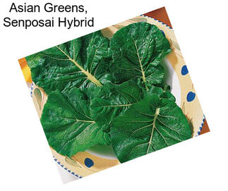 Asian Greens, Senposai Hybrid