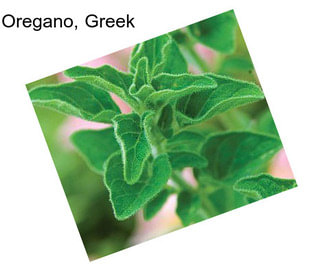 Oregano, Greek