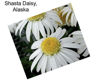 Shasta Daisy, Alaska