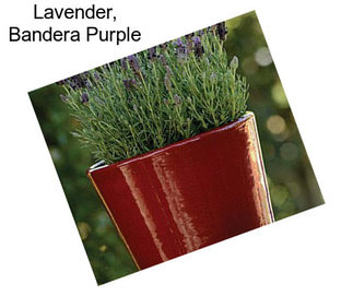 Lavender, Bandera Purple