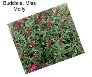 Buddleia, Miss Molly