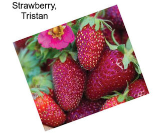 Strawberry, Tristan